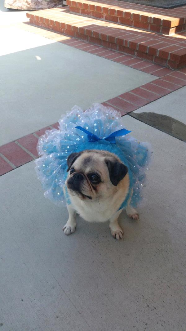 /Images/uploads/PUG NATION RESCUE OF LOS ANGELES/2019pugcalendar/entries/8419thumb.jpg